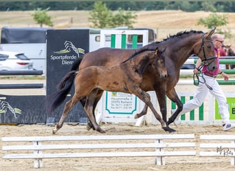 German Sport Horse, Stallion, Foal (05/2026), Bay-Dark