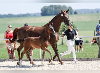 German Sport Horse, Stallion, Foal (04/2026), Bay-Dark