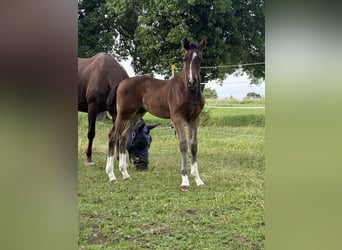 German Sport Horse, Stallion, Foal (04/2026), Bay-Dark