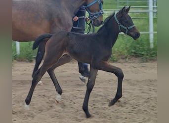 German Sport Horse, Stallion, Foal (04/2025), Bay-Dark