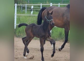 German Sport Horse, Stallion, Foal (04/2025), Bay-Dark