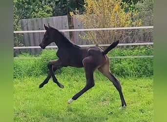 German Sport Horse, Stallion, Foal (04/2025), Bay-Dark