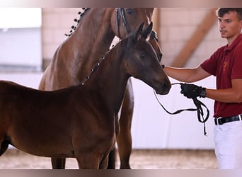 German Sport Horse, Stallion, Foal (04/2025), Bay-Dark