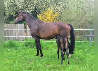 German Sport Horse, Stallion, Foal (04/2025), Bay-Dark