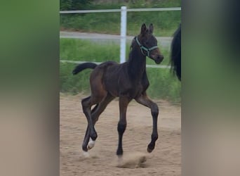 German Sport Horse, Stallion, Foal (04/2025), Bay-Dark