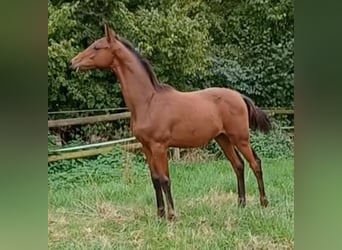 German Sport Horse, Stallion, Foal (05/2026), Bay-Dark