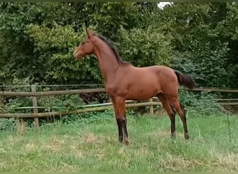 German Sport Horse, Stallion, Foal (05/2026), Bay-Dark