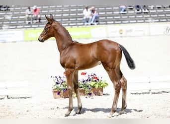 German Sport Horse, Stallion, Foal (05/2026), Bay-Dark