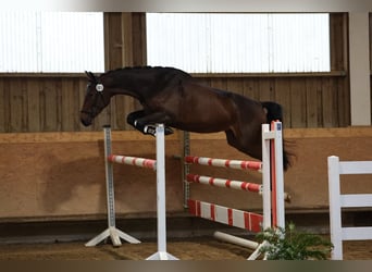 German Sport Horse, Stallion, Foal (05/2026), Bay-Dark