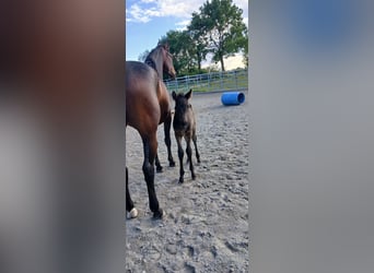 German Sport Horse, Stallion, Foal (05/2026), Bay-Dark