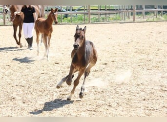 German Sport Horse, Stallion, , Bay-Dark