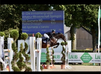 German Sport Horse, Stallion, Foal (04/2026), Bay-Dark