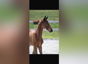German Sport Horse, Stallion, Foal (04/2026), Bay-Dark