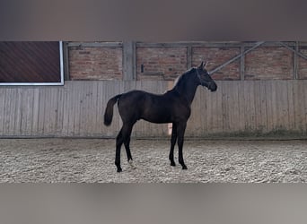 German Sport Horse, Stallion, Foal (03/2026), Bay-Dark