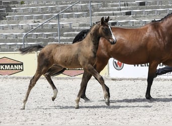 German Sport Horse, Stallion, Foal (03/2025), Bay-Dark
