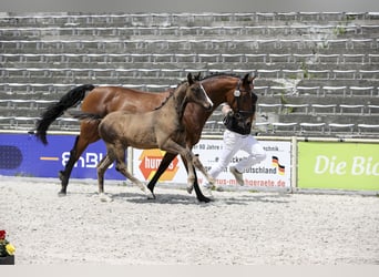 German Sport Horse, Stallion, Foal (03/2025), Bay-Dark