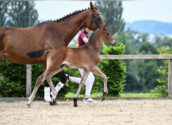 German Sport Horse, Stallion, Foal (05/2025), Bay-Dark