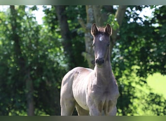 German Sport Horse, Stallion, Foal (04/2026), Black