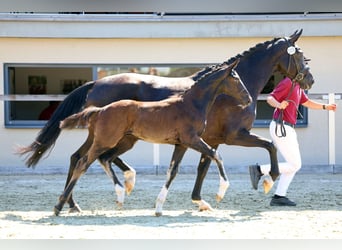 German Sport Horse, Stallion, Foal (04/2026), Black
