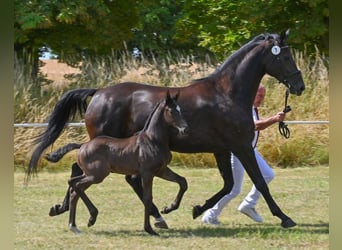 German Sport Horse, Stallion, , Black