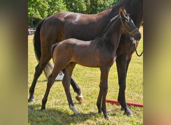German Sport Horse, Stallion, , Black