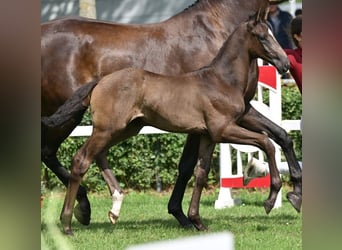 German Sport Horse, Stallion, Foal (05/2025), Black
