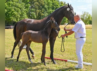 German Sport Horse, Stallion, , Black