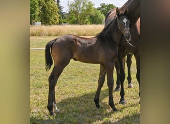 German Sport Horse, Stallion, , Black