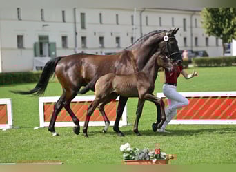 German Sport Horse, Stallion, Foal (05/2025), Black