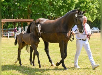 German Sport Horse, Stallion, , Black