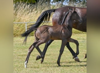 German Sport Horse, Stallion, , Black