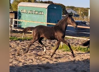 German Sport Horse, Stallion, Foal (05/2025), Black