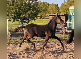 German Sport Horse, Stallion, Foal (05/2025), Black