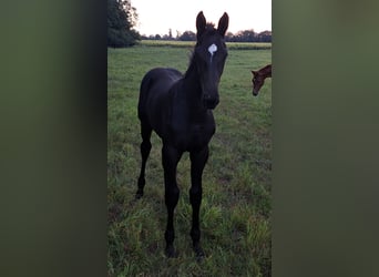 German Sport Horse, Stallion, Foal (05/2025), Black