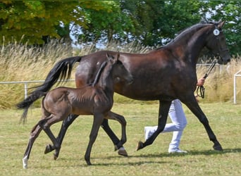 German Sport Horse, Stallion, , Black