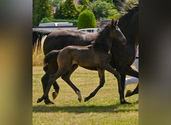 German Sport Horse, Stallion, , Black