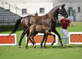 German Sport Horse, Stallion, Foal (05/2025), Black