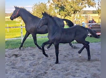 German Sport Horse, Stallion, Foal (05/2025), Black