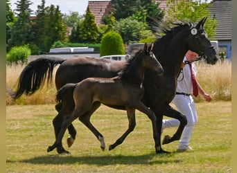 German Sport Horse, Stallion, , Black