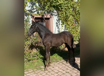 German Sport Horse, Stallion, Foal (07/2025), Black