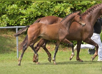German Sport Horse, Stallion, Foal (04/2025), Black