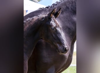 German Sport Horse, Stallion, Foal (03/2025), Black