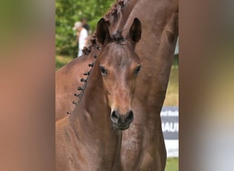 German Sport Horse, Stallion, Foal (04/2025), Black