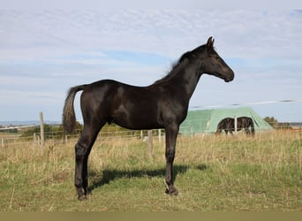 German Sport Horse, Stallion, Foal (05/2026), Black