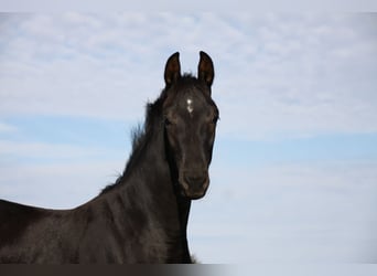 German Sport Horse, Stallion, Foal (05/2026), Black