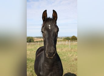 German Sport Horse, Stallion, Foal (05/2026), Black