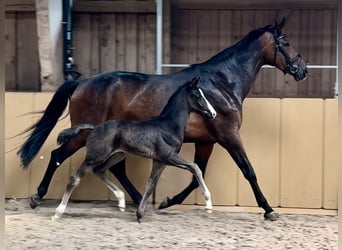 German Sport Horse, Stallion, Foal (04/2024), Black