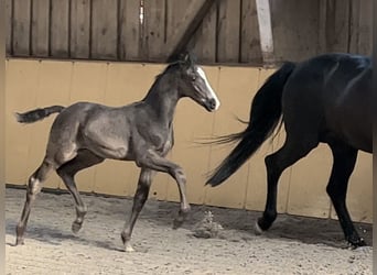 German Sport Horse, Stallion, Foal (03/2024), Black