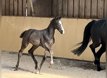 German Sport Horse, Stallion, Foal (03/2024), Black