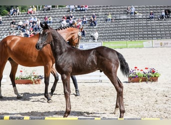 German Sport Horse, Stallion, Foal (03/2026), Black